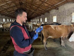 Kars’ta Şap Hastalığına Karşı Başlatılan Aşılama Seferberliği