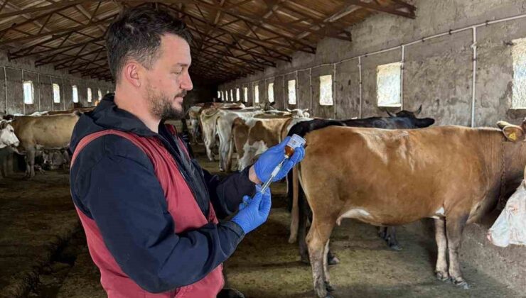 Kars’ta Şap Hastalığına Karşı Başlatılan Aşılama Seferberliği