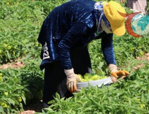 Kilis’te Biber Üretimi: Ekonomiye Katkı Sağlıyor