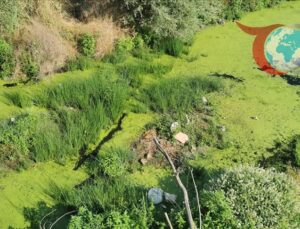 Kırklareli’nde Yosun Alarmı: Sokullu Mehmet Paşa Köprüsü Çevresi Tehlikede