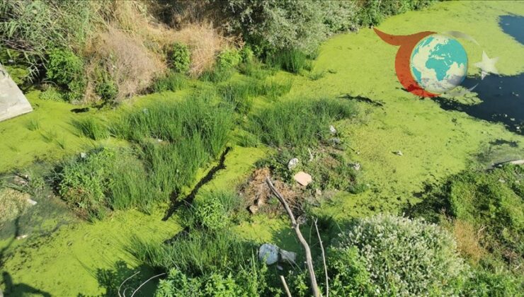 Kırklareli’nde Yosun Alarmı: Sokullu Mehmet Paşa Köprüsü Çevresi Tehlikede