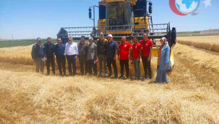 Konya Karapınar’da Hububat Hasadı Hız Kazandı