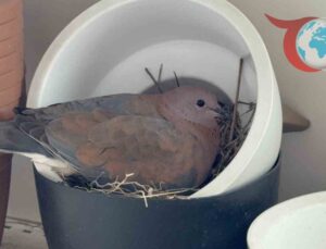 Kumru Çiftinin Bahçe Dükkanındaki Sürpriz Yuvaya Taşınması