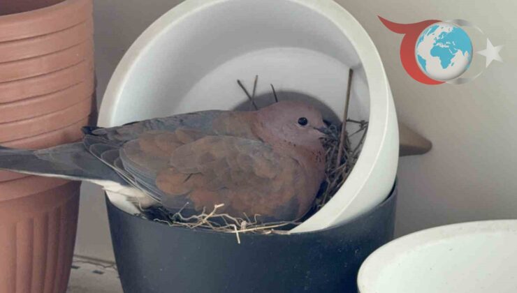 Kumru Çiftinin Bahçe Dükkanındaki Sürpriz Yuvaya Taşınması