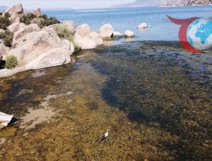 Kuraklık ve Kirlilik Bafa Gölü’ndeki Ekosistemi Tehdit Ediyor