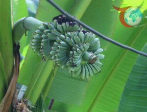 Kuzeyin İnatçı Çiftçisi: Rizeli Kadın Muz Üretimine El Attı