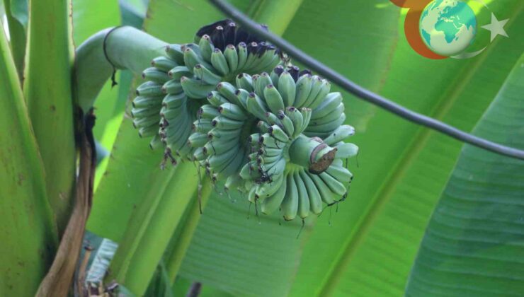 Kuzeyin İnatçı Çiftçisi: Rizeli Kadın Muz Üretimine El Attı