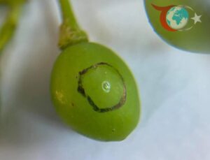 Manisa Sarıgöl’de Bağcılara Kritik Uyarı: Salkım Güvesine Karşı İlaçlama Zamanı