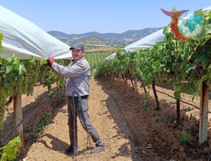 Manisa’nın Sarıgöl Ovası’nda Üzüm Bağlarını Koruma Çalışmaları Sürüyor