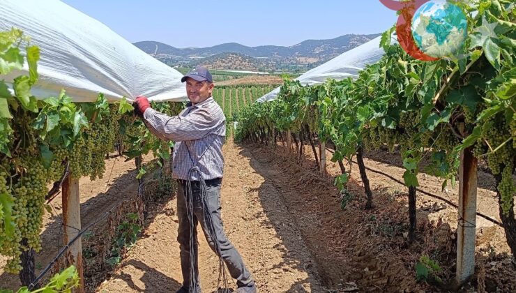 Manisa’nın Sarıgöl Ovası’nda Üzüm Bağlarını Koruma Çalışmaları Sürüyor