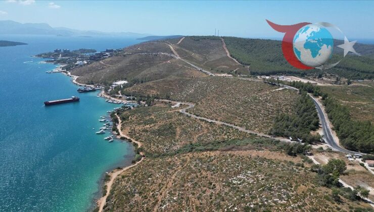 Muğla’daki Yangın Sonrası Umut Yeşeriyor: 94 Hektarlık Alan Yeniden Doğayla Buluşuyor