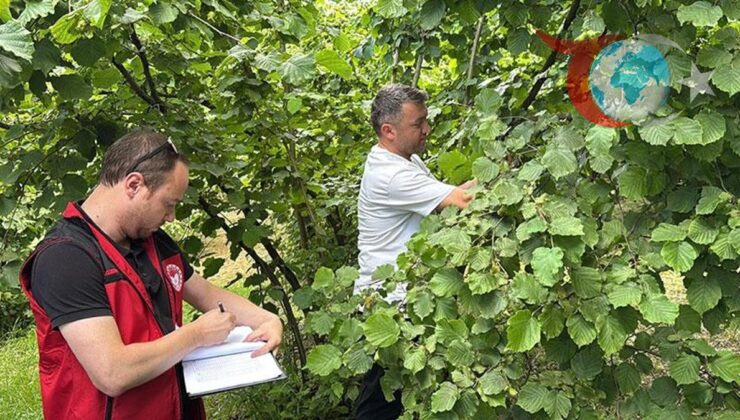Ordu’da Fındık Rekoltesi Çalışmaları: Gerçekçi Sonuçlar İçin Sahada İnceleme