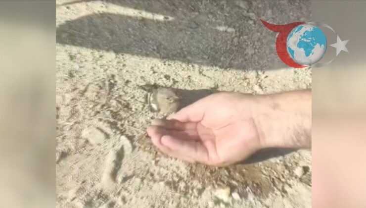 Orman Yangınında İspiroz Kuşunu Kahraman Ekipler Kurtardı