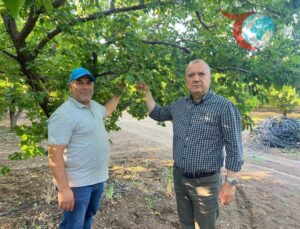 Parafin Mumlarla Kayısı Bahçesini Dondan Kurtaran Çiftçinin Başarısı