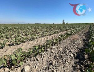 Su Krizi Söke Ovası’nı Vuruyor: Pamuk Üreticileri Endişeli