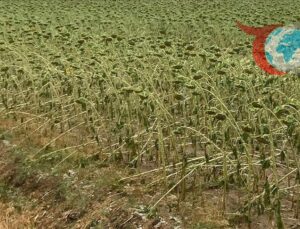 Tekirdağ’da Dolu Felaketi: Tarım Alanları ve Arı Kovanları Zarar Gördü