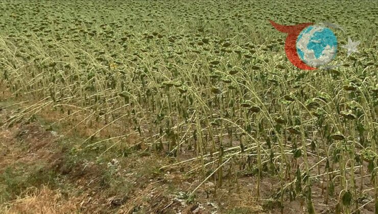 Tekirdağ’da Dolu Felaketi: Tarım Alanları ve Arı Kovanları Zarar Gördü