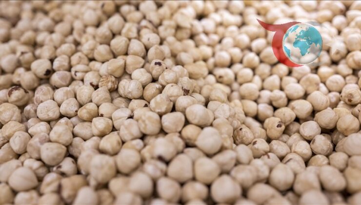 Trabzon, Fındık İhracatında Liderliği Sürdürüyor