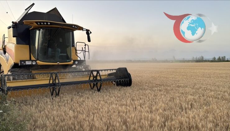 Trakya’da Buğday Hasadında Sona Gelindi: Verim Yüzleri Güldürüyor