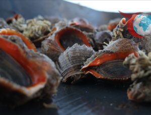 Türk Deniz Salyangozu Uzak Doğu’ya Açılıyor: 4.5 Milyon Dolarlık İhracat Başarısı