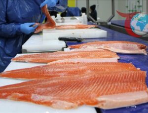 Türk Somonu Dünyaya Açılıyor: 32 Bin Ton İhracatla Rekor Gelir