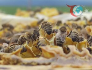 Yaz Aylarında Arı Sokmalarına Dikkat: Alerjisi Olanlar İçin Kritik Uyarılar