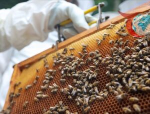 Zonguldak’ta Arıcılık Altın Yılını Yaşıyor