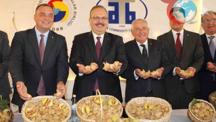 2024’te Aydın’da İncir Sezonu 800 TL Sembolik Fiyatla Açıldı