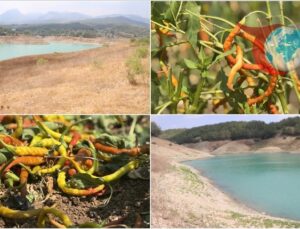 Adana’da Kuraklık Tarımsal Üretimi Tehdit Ediyor