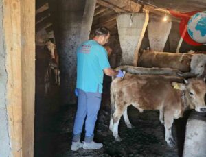 Ağrı’da Şap Hastalığına Karşı Etkin Aşılama Çalışmaları