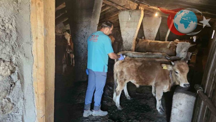 Ağrı’da Şap Hastalığına Karşı Etkin Aşılama Çalışmaları