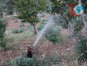 Akdeniz Meyve Sineği Aydın’ın İncirlerine Zarar Veriyor