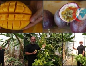 Alanya’da Tropikal Meyve Üretimi Zirveye Ulaşıyor: Muz ve Avokado Öncülüğünde Büyüme