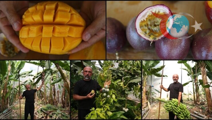 Alanya’da Tropikal Meyve Üretimi Zirveye Ulaşıyor: Muz ve Avokado Öncülüğünde Büyüme