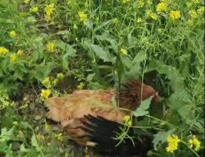 Anne Tavuğun Cesareti: Civcivlerini Korumak İçin Kargaya Karşı Mücadelesi