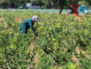 Aronya: Bafra Ovası’nın Yükselen Değeri