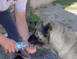 Aşırı Sıcaklarda İnsani Yardım Eli: Muhtarın Takdir Toplayan Hareketi