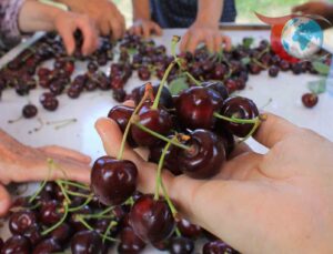 Avrupa Pazarında Türk Meyve ve Sebze İhracatçıları Zorluklarla Mücadele Ediyor
