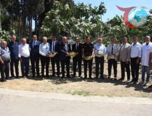 Aydın’da İncir Araştırmalarında Yeni Gelişmeler