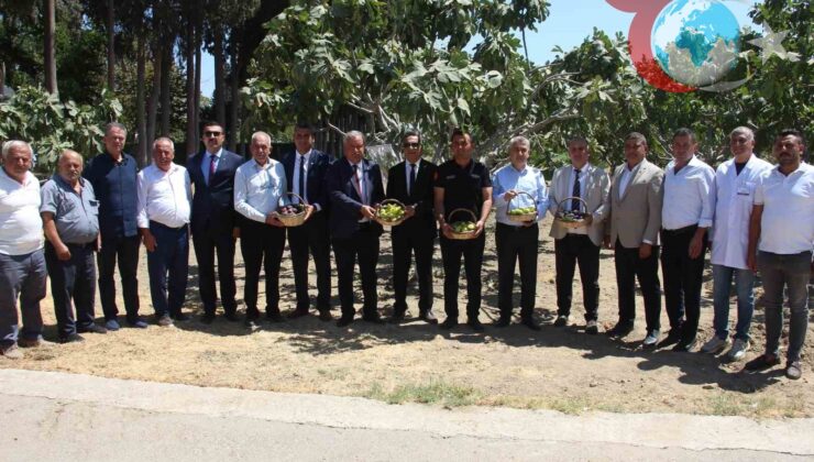 Aydın’da İncir Araştırmalarında Yeni Gelişmeler