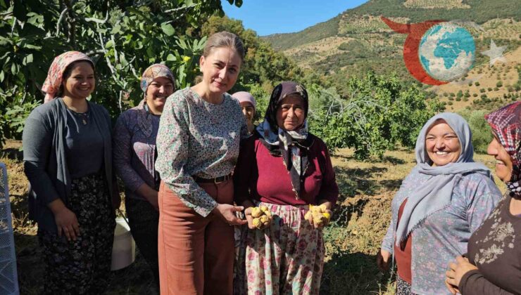 Aydın’da Sarı Lop İncir Hasadı Başladı: 11 Bin 854 Kerevet Dağıtıldı