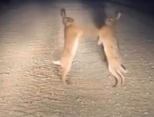 Aydıntepe’de Boks Maçını Aratmayan Tavşan Kavgası!