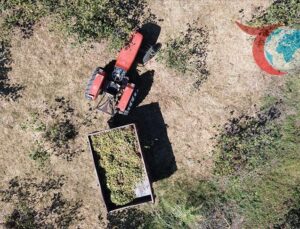 Bafra’da Fındık Üretimi ve Kahverengi Kocarca Mücadelesi