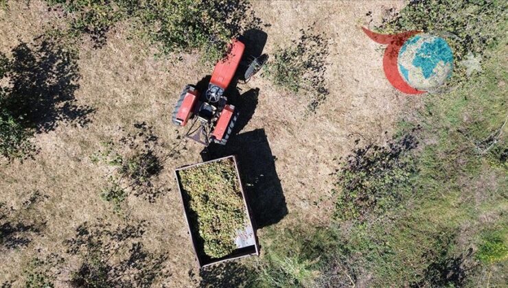 Bafra’da Fındık Üretimi ve Kahverengi Kocarca Mücadelesi