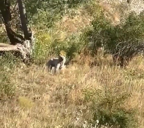 Bayburt’ta Baba ve Kızının Macerası: Ağaçlık Alanda Bozayıyla Karşılaştılar