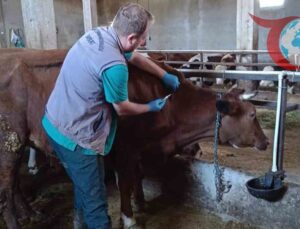 Bayburt’ta Şap Aşılama Seferberliği: Hayvan Sağlığı ve Refahı İçin Önemli Adımlar