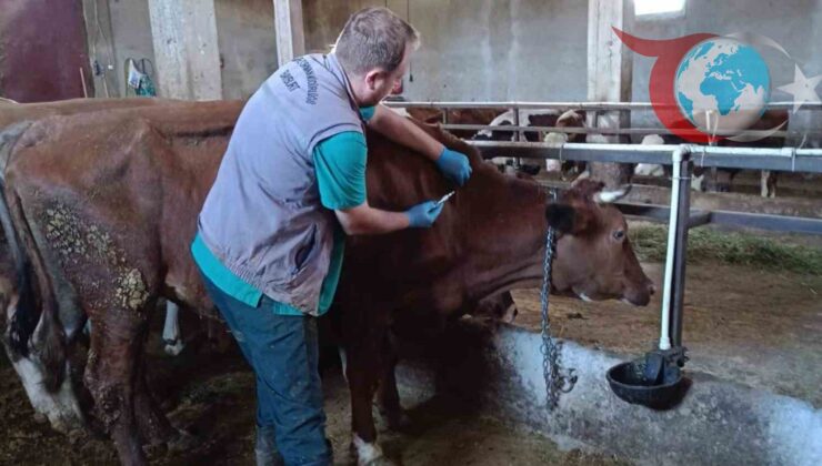 Bayburt’ta Şap Aşılama Seferberliği: Hayvan Sağlığı ve Refahı İçin Önemli Adımlar