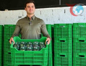 Bodrum’da Yeşil Mandalininin Erken Hasadı Başladı