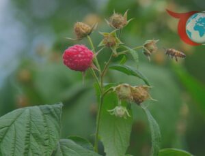 Bursa’da Ahududu Üretimi Tehlike Altında: Üreticiler Çözüm Bekliyor