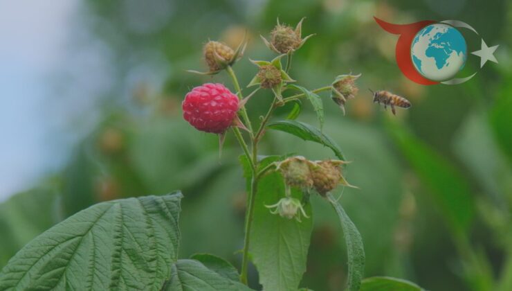 Bursa’da Ahududu Üretimi Tehlike Altında: Üreticiler Çözüm Bekliyor